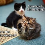 Cat nap/nip | Tom, how hard did you hit the catnip this time? What is the cat nap you speak of? | image tagged in cat ancient aliens,funny memes,high,don't do drugs | made w/ Imgflip meme maker