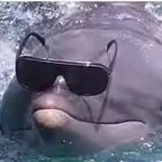 Awesome Dolphin