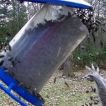 Bird Feeder Squirrel