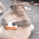 monkey eating GIF Template