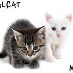 moons and dijitalcat kitty temp meme