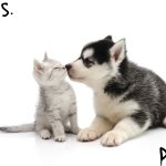 moons n d1vvy - husky n kitty temp meme