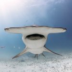 Hammerhead Shark Face
