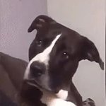 dogs attention GIF Template