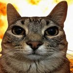 Explosion cat