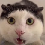 shocked cat template