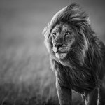 Lion ready for battle