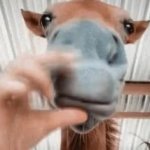 Horse GIF Template