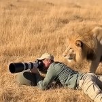 Lion photographer