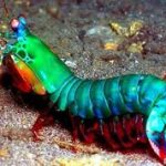 Ludo the Mantis Shrimp