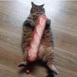 Fat Cat Hot Dog GIF Template