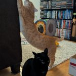 orange cat spooking black cat