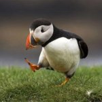 Angry Puffin