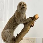 Bad Taxidermy template