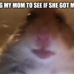 facetime hamster | ME CALLING MY MOM TO SEE IF SHE GOT MY SNACKS | image tagged in facetime hamster | made w/ Imgflip meme maker