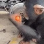 Mechanic monkey GIF Template
