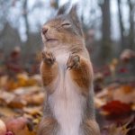 Squirrel meme