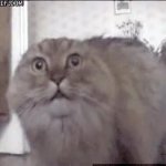 PTSD Cat GIF Template