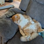 Cat sitting like human meme