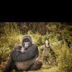 Gorilla