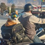 Dog on Motorcycle