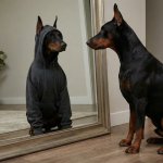 Good Dog Bad Dog (Doberman)