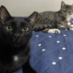 Gato estranho da minha prima