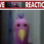 LIVE [OPILA BIRD] REACTION