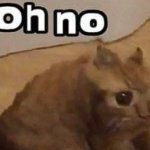 oh no cat