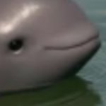 Smug  porpoise