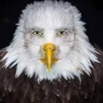 Human faced eagle