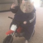 rat bike