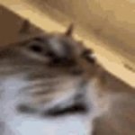 Time to dev GIF Template