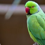 Green parrot
