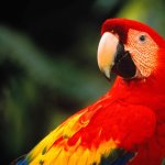 Red parrot