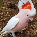 White parrot