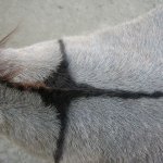 Cross on a donkey's back