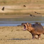Hippo Birdie