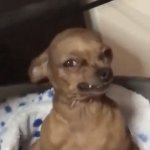 Disgusted Chihuahua