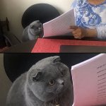 cat looking test teacher