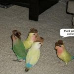Bird meeting