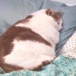Chonky cat laying down template