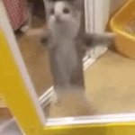 Jumping cat GIF Template