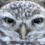 Burrowing Owl of Judgment