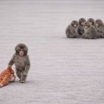 Punch taking his monkey and going home