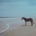 Horse at beach