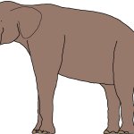Female Palaeoloxodon (Paleoverse + EOIverse)