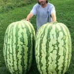 guy with 2 enormous watermelons