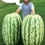 Guy with 2 enormous watermelons + speech bubble