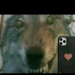 Cackling Wolf with Phone